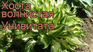 Хоста волнистая Унивитата (univittata)  обзор: как сажать, рассада, саженцы хосты Унивитата