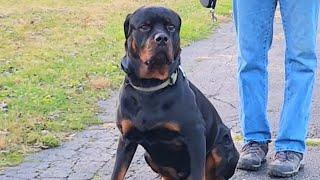 Walking, training, enjoying... #rottweilerlife #dog #lifewithdog