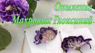 Опыление махровых Глоксиний