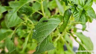 Black specks on the leaves