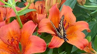 Stargazer and Asiatic Lily | Zone 4 Garden Atlantic Canada