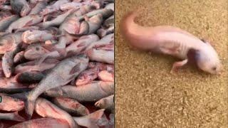 Catching seafood (amazing video clips)#21| minleo| SeaAnimals