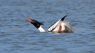 Mergus serrator  RED-BREASTED MERGANSER courting, catching fish 9075601