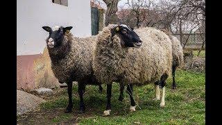 Россиядан Романов куйларидан янги партияси келди. Бизнес ривожланаяпди