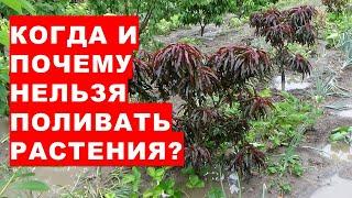 Өсімдіктерді қашан және неге суаруға болмайды? Неліктен өсімдік тамырлары шіріп кетеді?