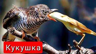 ПОЧЕМУ КУКУШКА ПОДБРАСЫВАЕТ ЯЙЦА В ЧУЖИЕ ГНЁЗДА? #кукушка #Cuculus #птица #птичка #гнездо