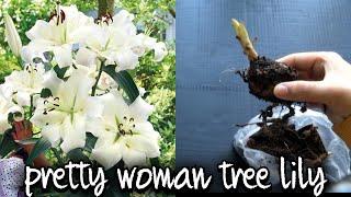 PLANTING PRETTY WOMAN LILY BULBS/ HOW TO PLANT TREE LILY