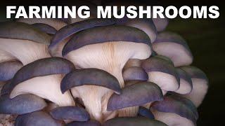 How mushrooms are farmed