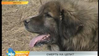 Законодательные нормы мешают спасти умирающих на цепи собак в одном из иркутских микрорайонов
