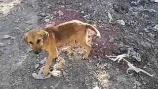 AYUDANDO A PERRITOS DEL BASURERO/RESCATANDO ANGELES