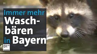 Waschbären-Plage in Bayern: Sie haben keine Feinde und vermehren sich unaufhaltsam | BR24