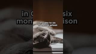 Imprisoned for Killing a Cat in Egypt #cats