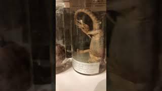 Reptiles in jars