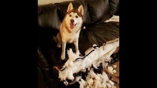  You wanted a new sofa, right?!  Funny video with dogs, cats and kittens! 