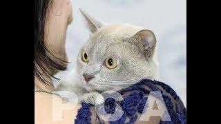 Лиловый бурманский кот. Выставка кошек PCA on-line.