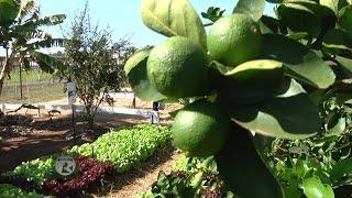 construção de um tanque destinado à criação de peixes - e o SISTEMA INTEGRADO HORTA/FRUTA EMBRAPA DF