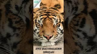 Uyku Pozisyonlarının Gizemi: Sağlıklı Uykunun Sırrı Nedir?