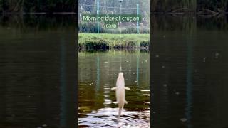Morning bite of crucian carp #cruciancarp #carp #crucian #fishing #pondfishing #pond #shorts #short