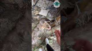 PART 2 . The dog is locked in a dilapidated house  #rescue #rescuedog #puppy #dog #lovedog