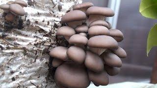 HOW TO GROW MUSHROOMS IN HOME CONDITIONS FROM CULTIVATION OF MYCELIUM TO HARVEST.