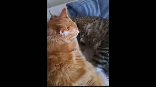 cats in heaven #allcatsgotoheaven