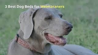 Best Dog Beds for Weimaraners