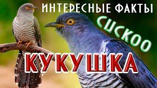 Кукушка интересные факты #кукушка #nature #cuckoo