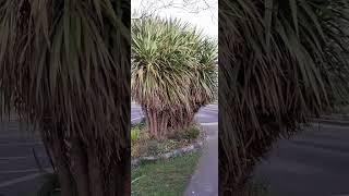 Растения в Ирландии/Plants in Ireland/#shorts