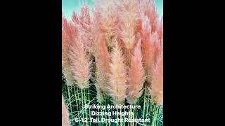 Pink Pampas Grass. Loves the Sun. Drought tolerant.