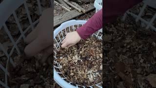 How to grow oyster mushrooms in inexpensive laundry baskets with soaked hardwood chips.