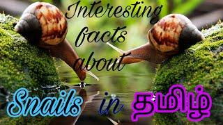 Interesting facts about Snails in தமிழ்| with English subtitles |Mithi facts