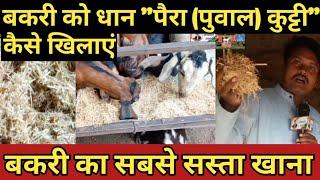 #goatfarming #bakrifarm। बकरी को धान पैरा कुट्टी कैसे खिलाएं ।bakri ko paira kutti kaise khilaye।