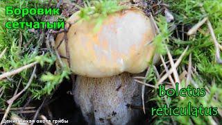 Белый гриб дубовый или боровик сетчатый | Boletus reticulatus | ГРИБОТЕКА