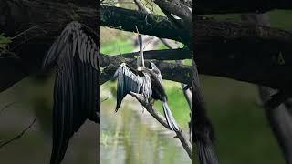 Bird | Original Sound | Oriental Darter