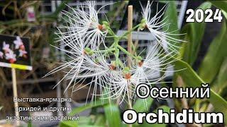 Осенний Orchidium || Выставка-ярмарка орхидей и других экзотических растений