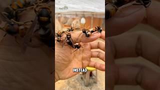 Why Don’t They Get Stung? – Raising Hornets! #hornetfarming #shorts