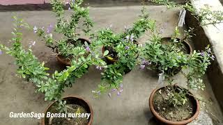 Blue braya- Desmodium, healthy and bushy plant with flower available.very limited stock. Hurry!