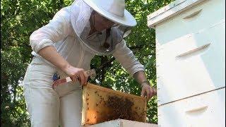 Rise of New York City beekeeping as global bee numbers decline