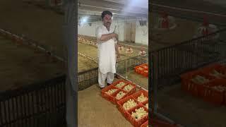 Dawood Khan Poultry Farming Sargodha