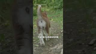 方向感100分！狗狗自己走路看獸醫#哈士奇#狗狗#獸醫#獸醫診所#智慧#毛小孩