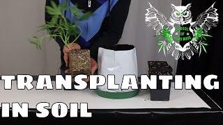 Transplanting in Soil For an Increased Yield | Learn How to Grow Marijuana