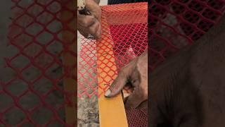 Putting netting in a chicken coop and cutting off excess netting #chicken #woodwork #pet