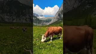 Happy swiss cows #switzerland #nature #travel #spring #youtubeshorts #cows #shortsvideo