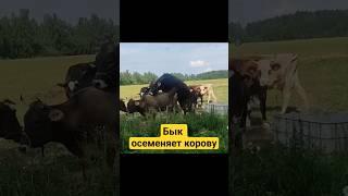 Бык осеменяет корову !