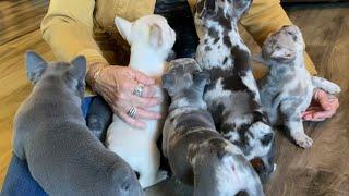 Lilac platinum & Merle frenchie puppies 7 weeks old