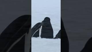 Gentoo Penguins: Nature's Speedy Swimmers and Clever Nest Builders |part 2#youtubeshorts #birds