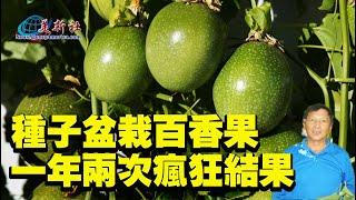 種子盆栽百香果，一年兩次瘋狂結果，如何做到？