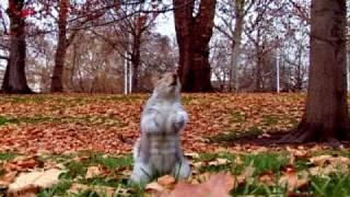 Squirrels dancing to Mariah Carey