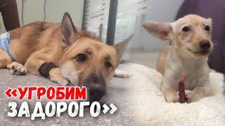 Ветеринары чуть не угробили собак - инвалидов за бешеные деньги‼️