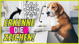 5 versteckte Anzeichen, dass dein Hund unglücklich ist